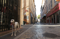 08 - dog in aix