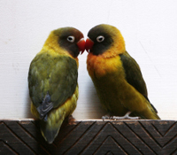 15 - lovebirds