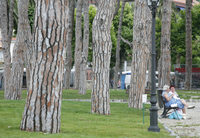 trees and old women near the market - ventemiglia